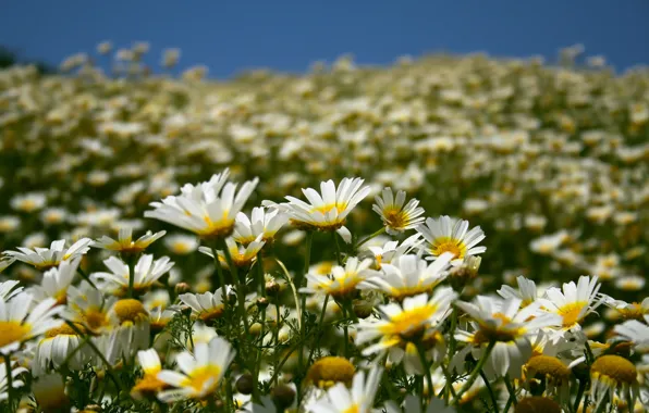 Field, summer, the sky, flowers, nature, chamomile, petals
