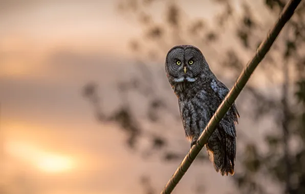 Picture the sky, look, the sun, sunset, background, dawn, owl, bird