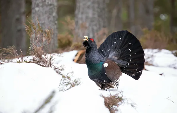 Nature, bird, grouse