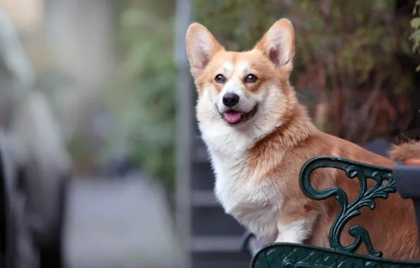 Bench, dog, Corgi