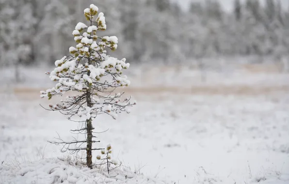 Snow, pine, bokeh