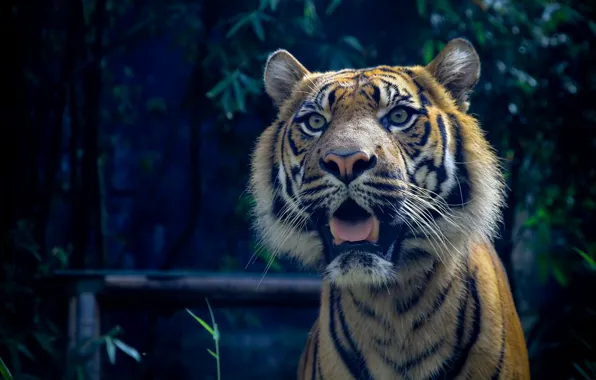 Picture cat, predator, Sumatran tiger