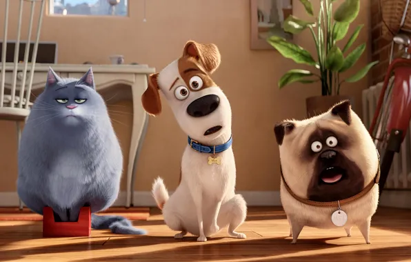 Dog, Cat, View, Max, Room, Cartoon, Chloe, Animals
