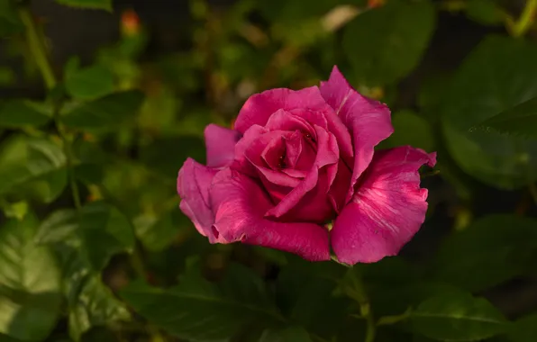 Greens, flower, leaves, macro, light, pink, rose, bright