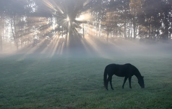 Field, horse, morning, light, horse