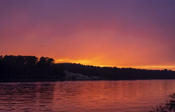 Forest, sunset, bright, river, pink