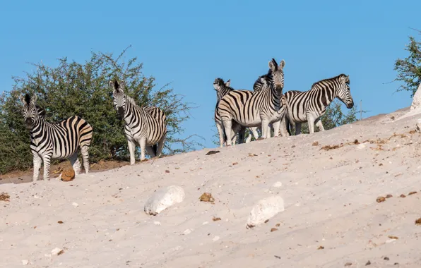 Sand, the sky, look, nature, stones, Bush, Zebra, Savannah