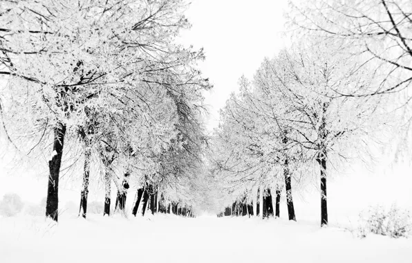 Winter, snow, trees, nature, tree, view, Blizzard