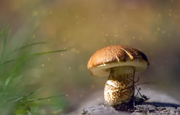 Autumn, nature, mushroom