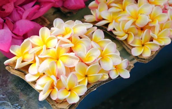 Flowers, droplets, box, flowers, box, drops