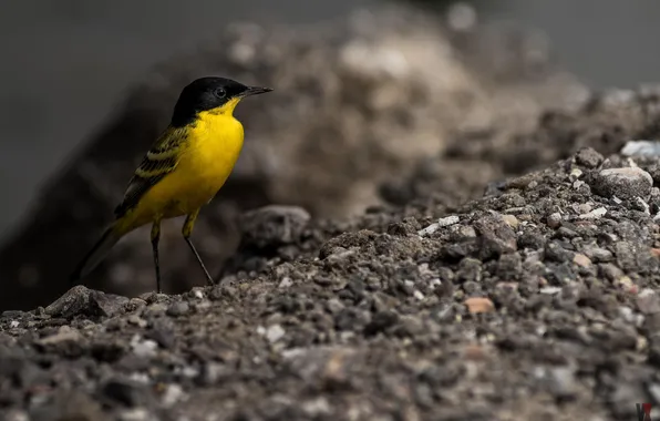 Macro, yellow, earth, bird, bird