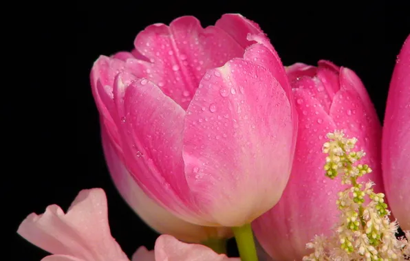 Picture drops, Rosa, Tulip, petals