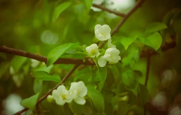 Picture flowers, Spring, Apple