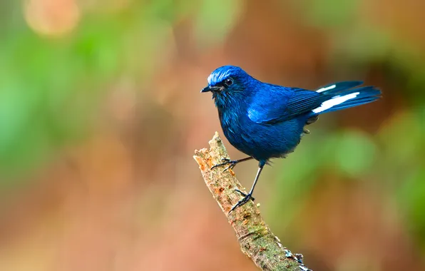 Background, bird, branch, blue