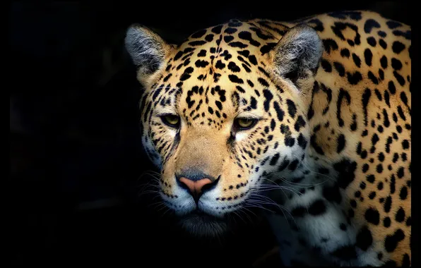 Picture look, face, Jaguar, the dark background