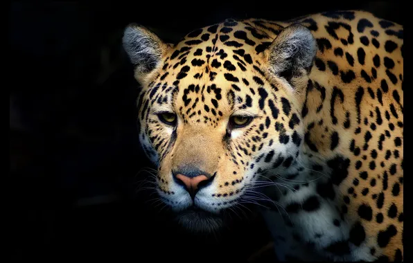 Look, face, Jaguar, the dark background