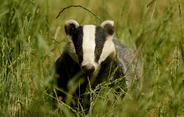 Grass, face, badger