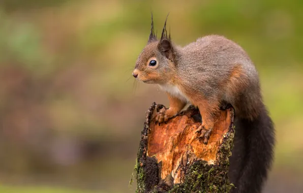 Nature, pose, background, stump, protein, squirrel, rodent