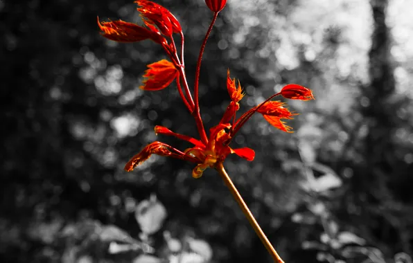 Red, Nature, Spring, Forest, Woods, Branch, Black and white