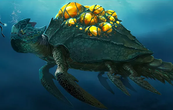 Turtle, the diver, under water