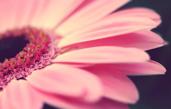 Flowers, pink, gerbera