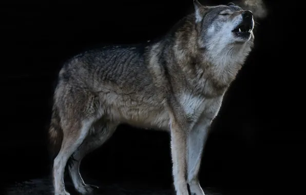 Nature, predator, animal, wolf, wildlife, howling, Canis lupus, portrait.