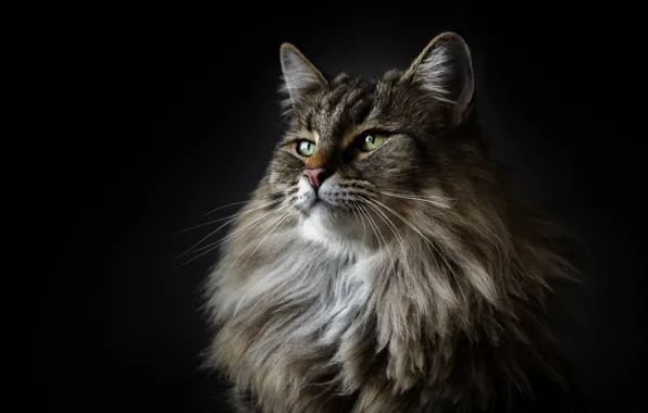 Cat, cat, maine coon, Maine Coon, Alexander Marks
