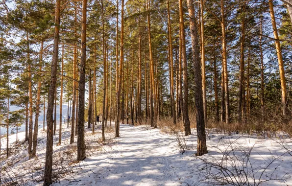 Winter, trail, Forest, pine