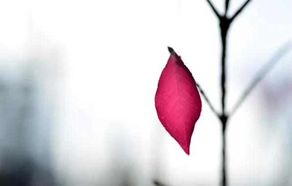 Picture autumn, leaves, nature