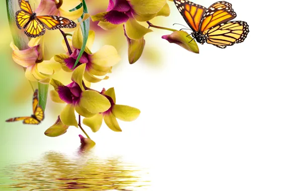 Butterfly, flowers, yellow, Orchid, water, flowers, beautiful, orchid