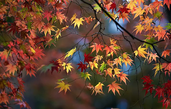 Autumn, leaves, maple