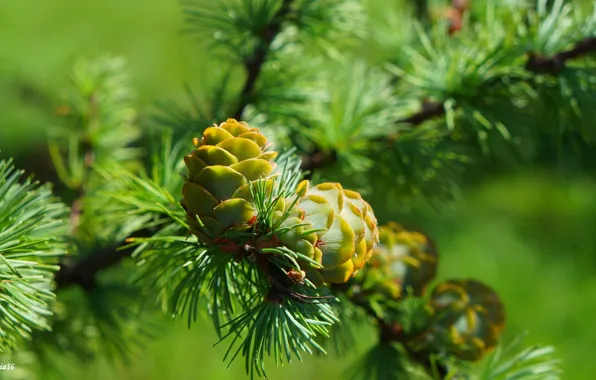 Green, tree, pine, twig, cone