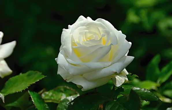 Rose, white, rose, white, bokeh, bokeh