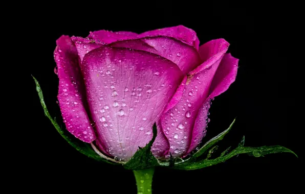 Drops, pink, rose, Bud
