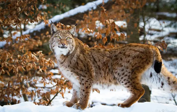 Picture winter, snow, pose, predator, grace, lynx, wild cat, the dry leaves