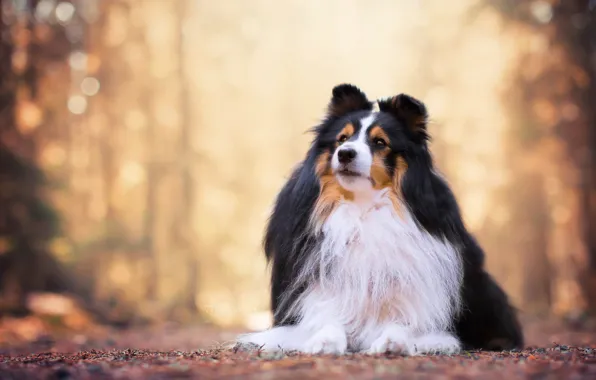 Portrait, dog, bokeh, sheltie, Shetland Sheepdog