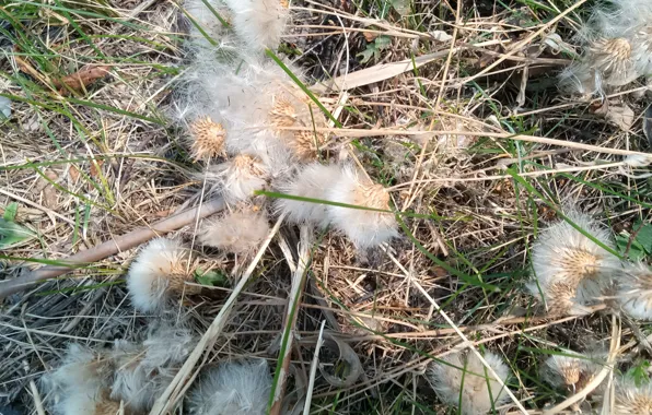 Grass, the dried flowers, naturalism