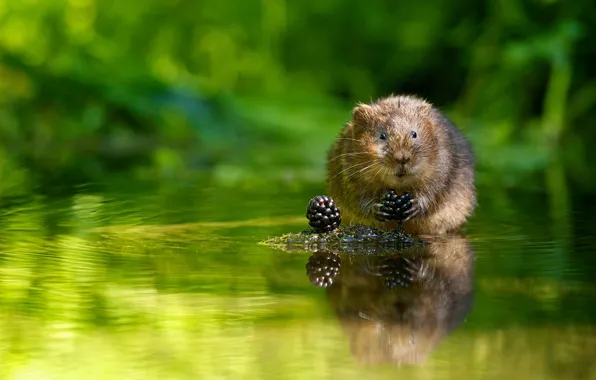 Water, berries, BlackBerry, the water rat, water vole