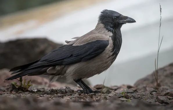 Picture look, bird, crows