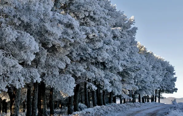 Picture winter, road, forest