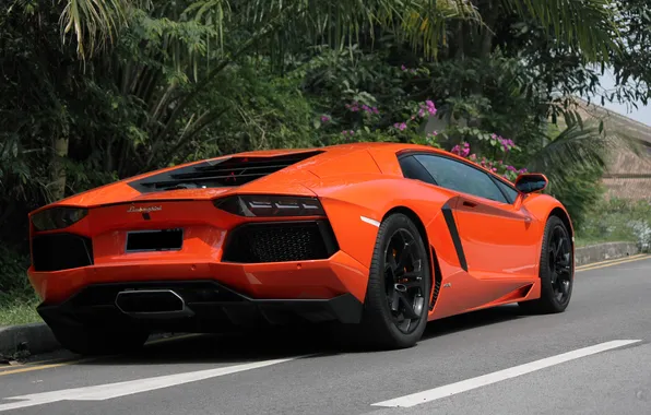 Road, trees, orange, markup, Lamborghini, orange, back, LP700-4