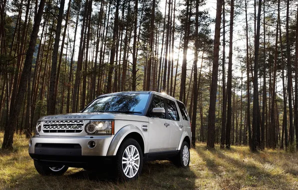 Forest, Machine, Discovery, Land Rover, Car, 2010, Car, Discovery