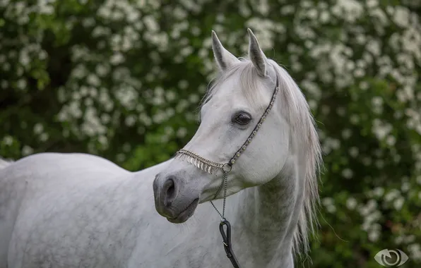 Picture face, horse, horse, grace, (с) Oliver Seitz