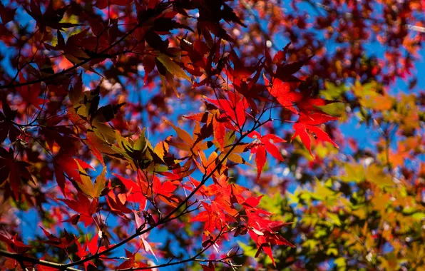 Autumn, the sky, leaves, branches, maple, the crimson