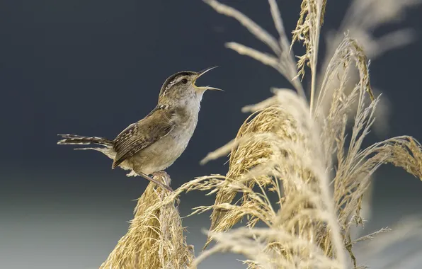 Picture bird, plants, bird, singing, panicles