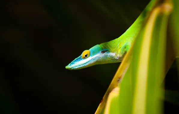 Leaves, scales, lizard