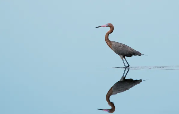 Bird, lake, reflection, wildlife, mirror, hunting, egret