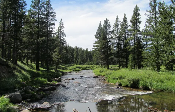 Forest, nature, mountain river, Big Horn Mountains