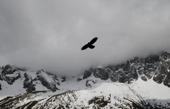 Clouds, snow, mountains, fog, bird, eagle, tops, mountains