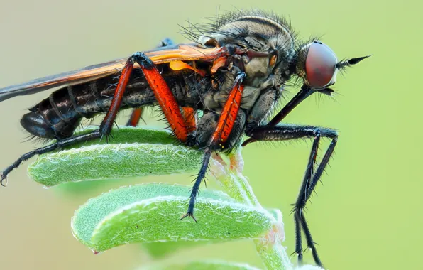 Macro, close-up, green, background, plant, legs, insect, the mosquito